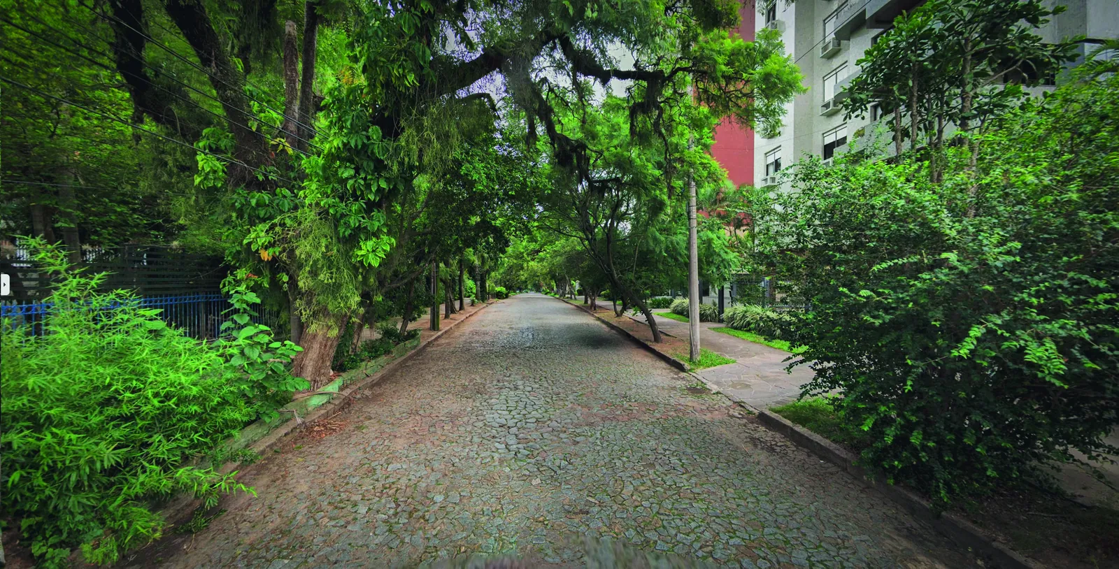 Rua arborizada com túnel verde de jacarandás